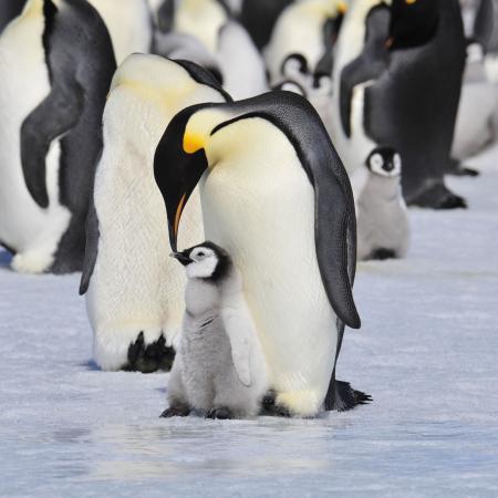 Adult penguin grooming it's child